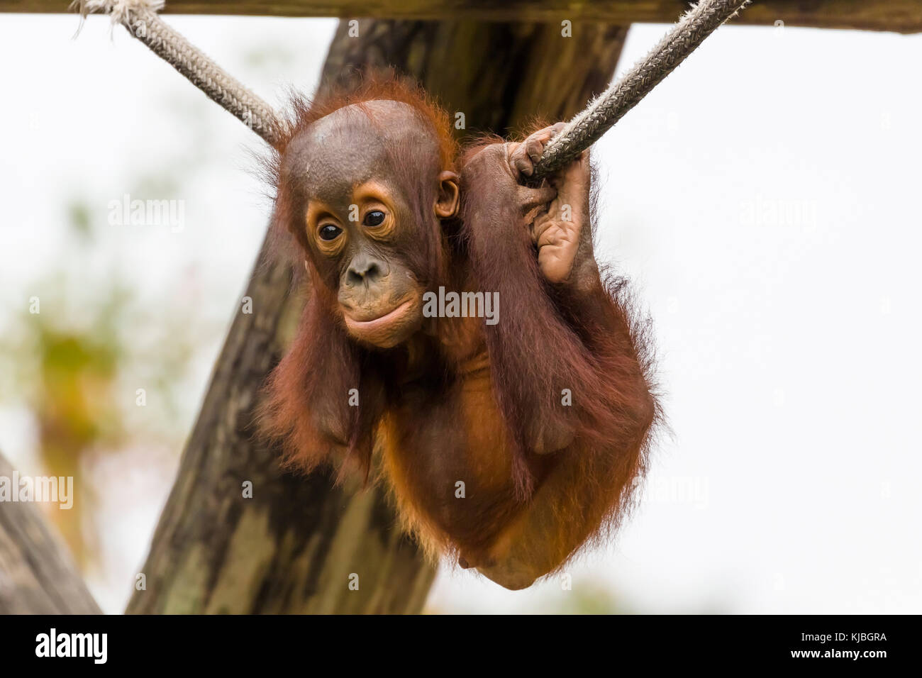 D'orangs-outans de Bornéo bébé au Lowry Park Zoo à Tampa Florida united states Banque D'Images