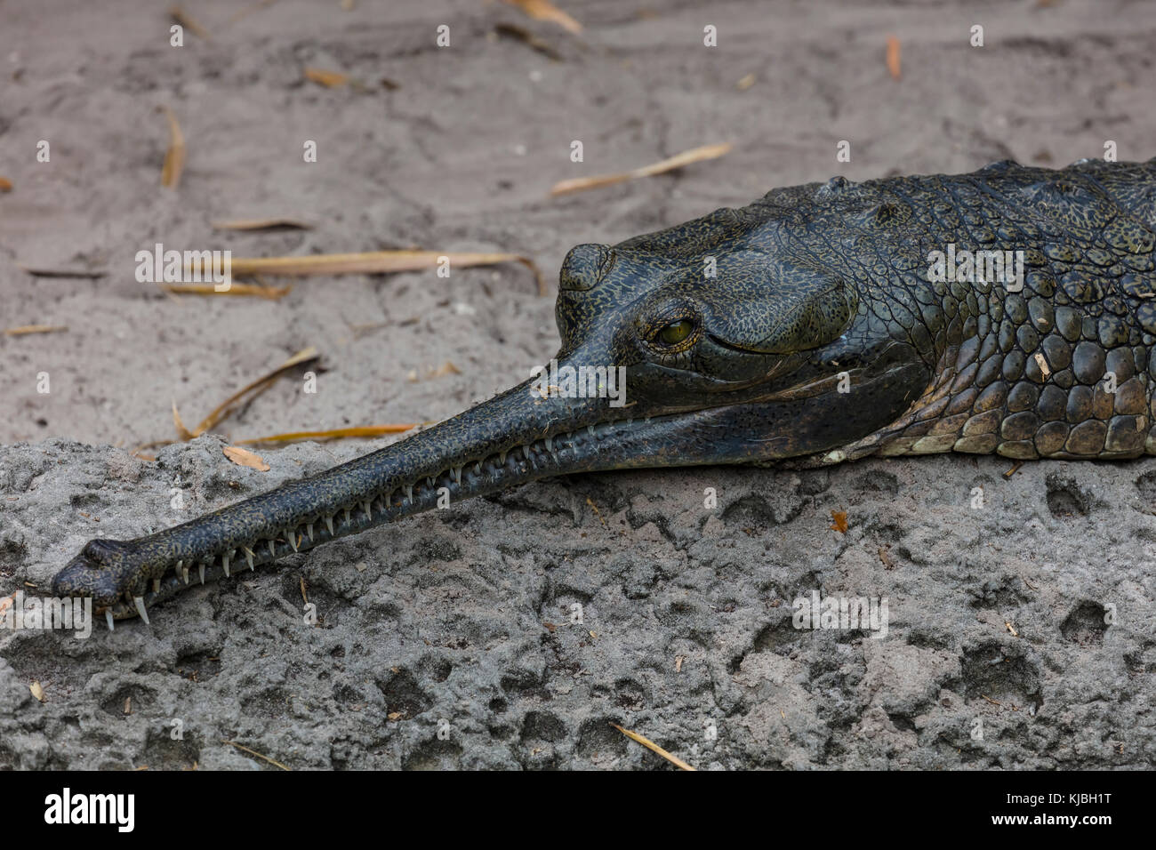 Un indien dans le crocodile gavial Lowery Park Zoo à Tampa en Floride aux États-Unis Banque D'Images