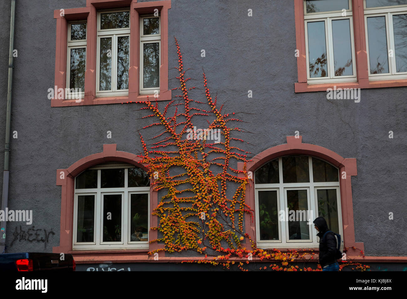 Plantes colorées pousse sur le mur d'un immeuble au centre-ville de Heidelberg en Allemagne. Banque D'Images