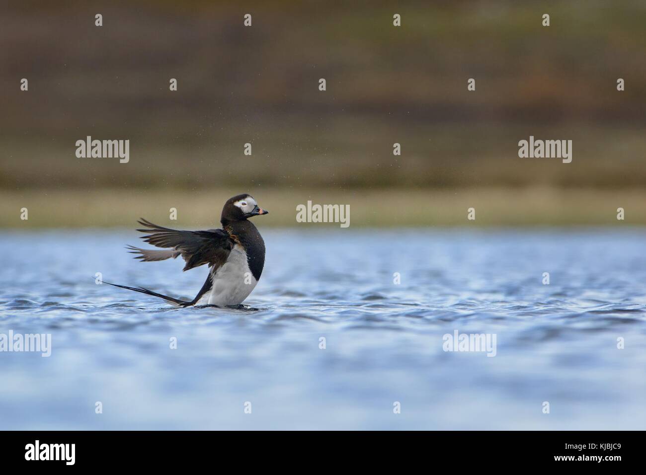 Mâle de l'Harelde kakawi (Clangula hyemalis) sur le lac en Norvège close up. Petit canard coloré sur le lac bleu. Visage blanc, noir cou fin d'art. Banque D'Images