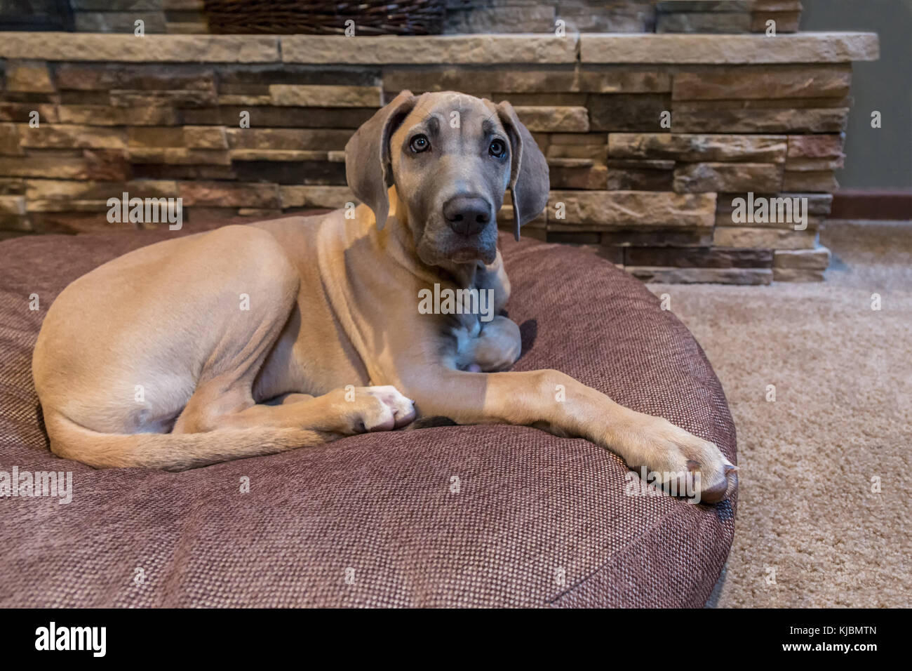 Chiot dogue allemand 'Evie' sur son lit de repos à Issaquah, Washington,  USA Photo Stock - Alamy
