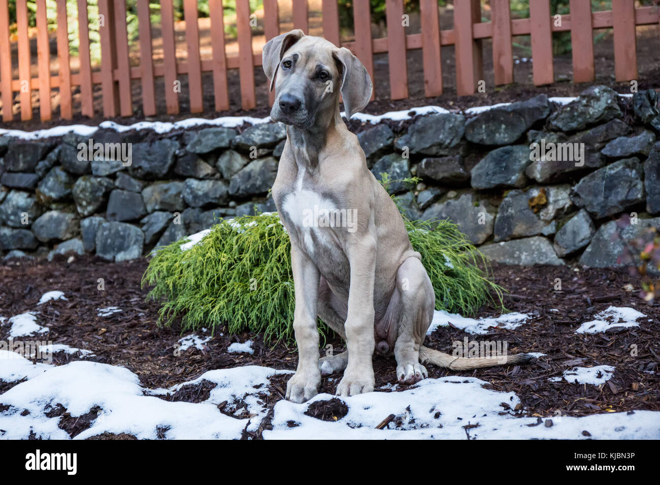 Chiot dogue allemand "Evie" assis sur un couvert de neige en partie, terrasse de sa cour à Issaquah, Washington, USA Banque D'Images