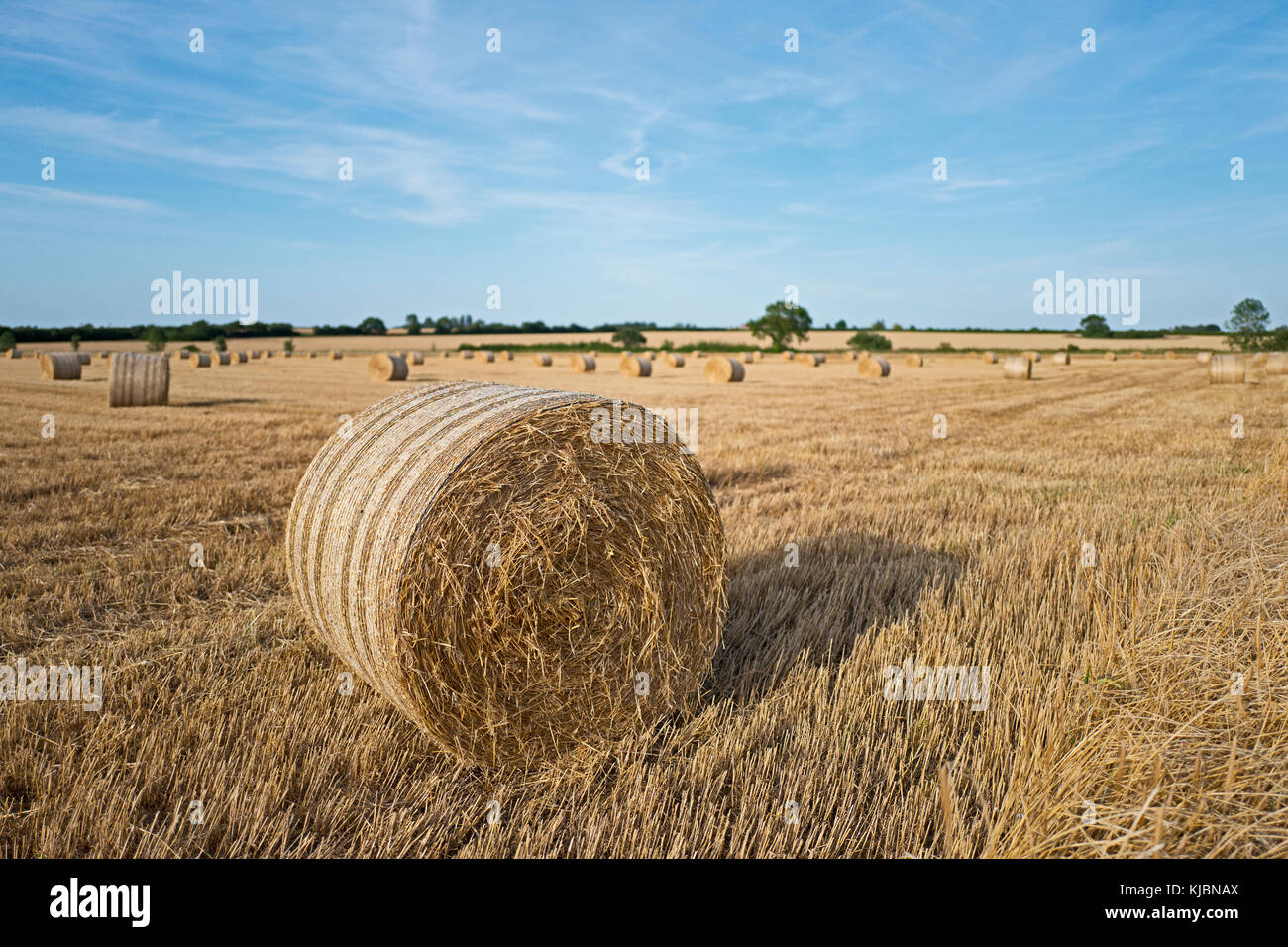 Bottes de foin à la récolte près de El Saladillo Août Norfolk Banque D'Images