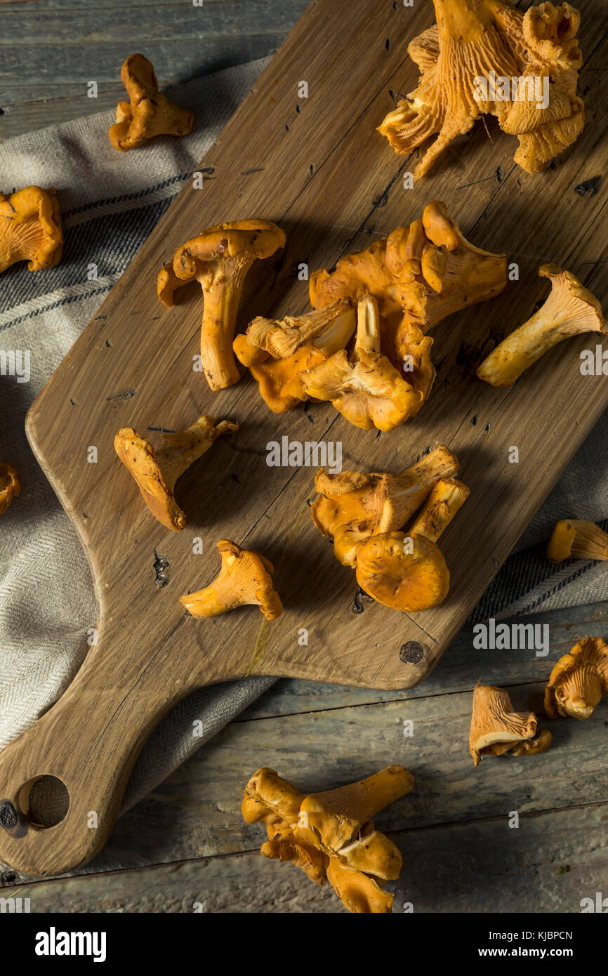 Chanterelle mushrooms Banque de photographies et d’images à haute