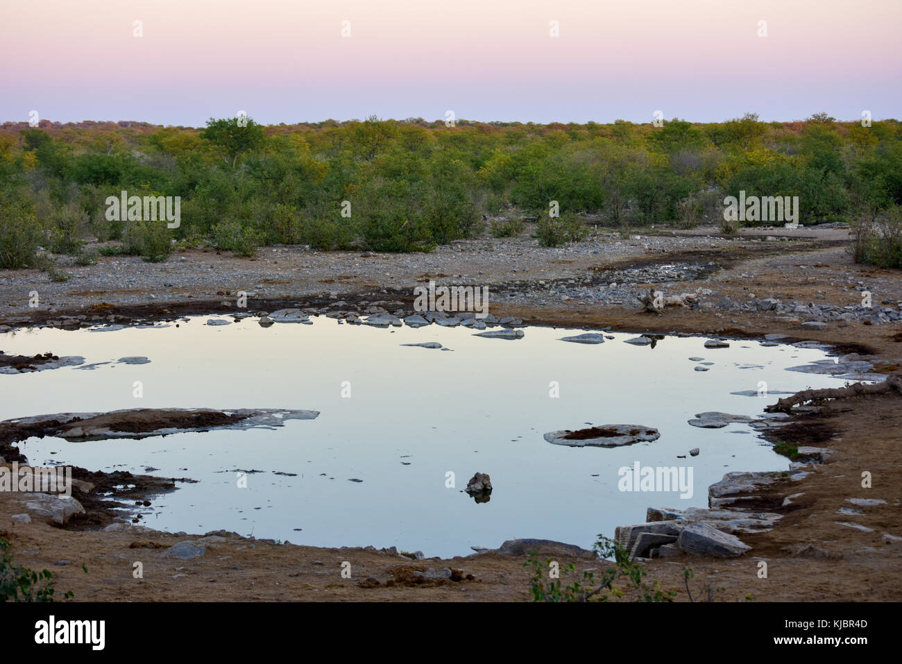 Point d'eau à halali rest camp dans le parc national d'Etosha, Namibie. Banque D'Images