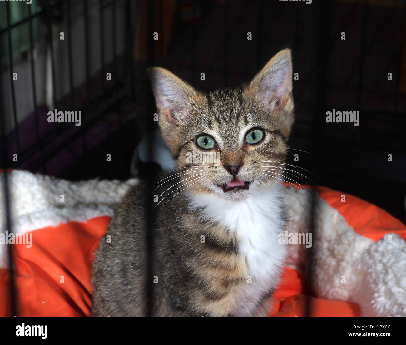 Tabby chaton regardant à travers les barres dans la cage Banque D'Images