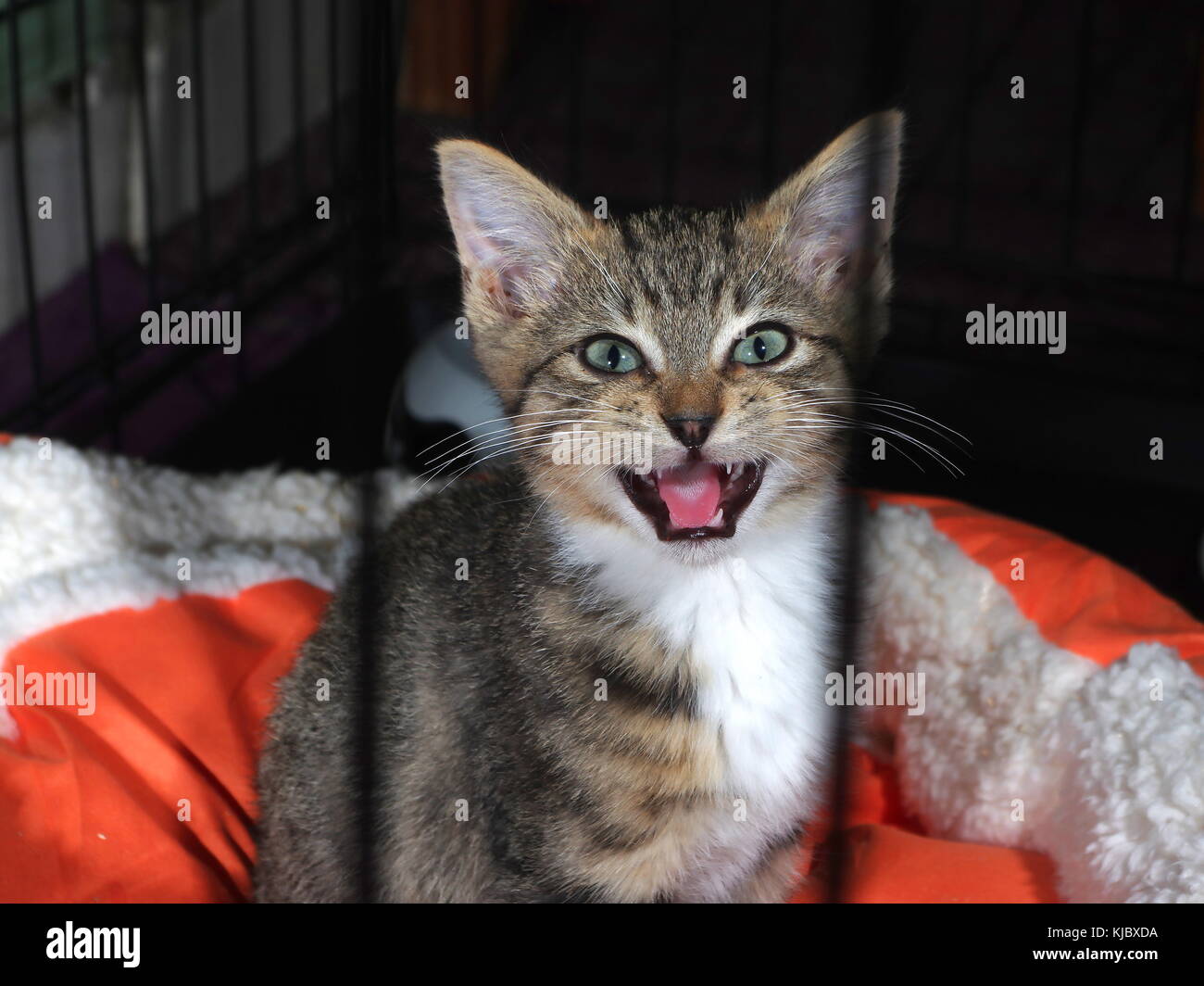 Tabby chaton regardant à travers les barres dans la cage Banque D'Images