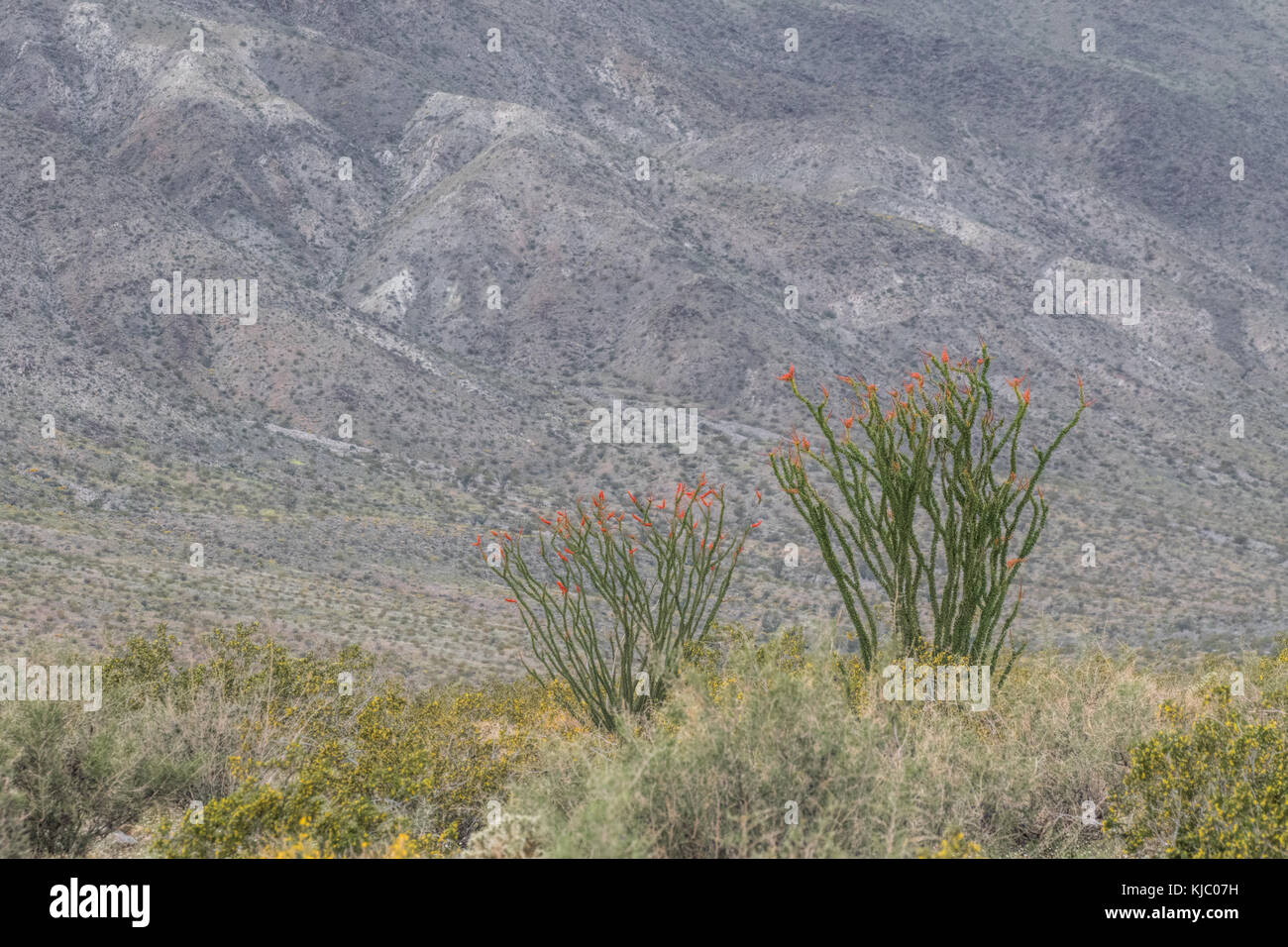 La fleurir dans Joshua Tree National Park Banque D'Images