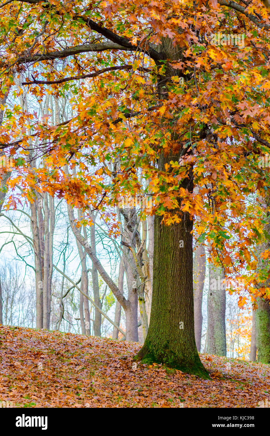 Un chêne couvert de rouge, orange et vert feuilles comme les changements de saison de pommes de terre au creek State Park à North liberty, Indiana, USA Banque D'Images