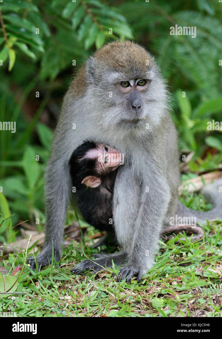Un macaque à longue queue (Crabe-eating Macaque) à Fraser's Hill, la Malaisie Banque D'Images