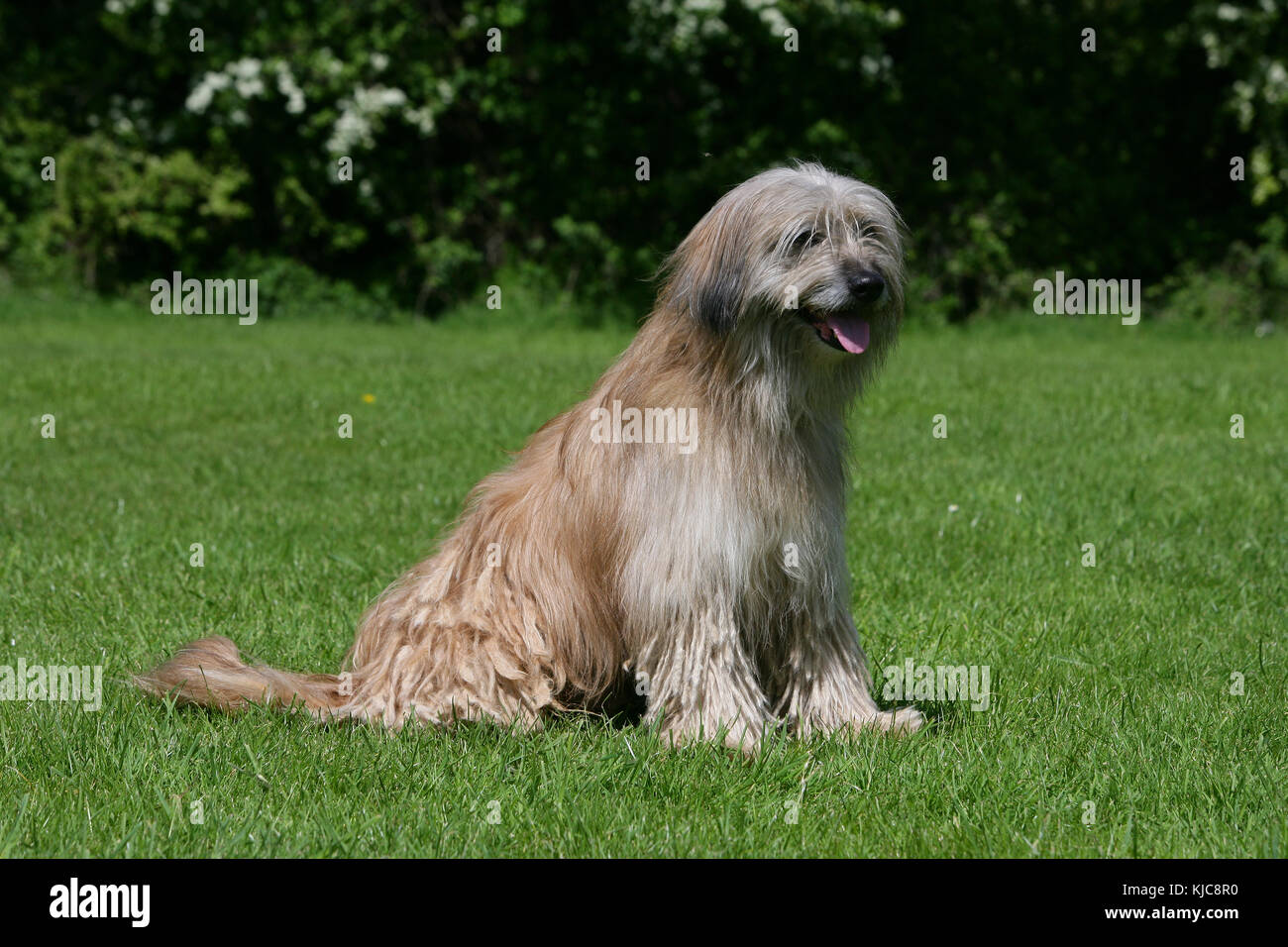 Sheepdog - Pyrénéen Sheepdog Labrit Photo Stock - Alamy