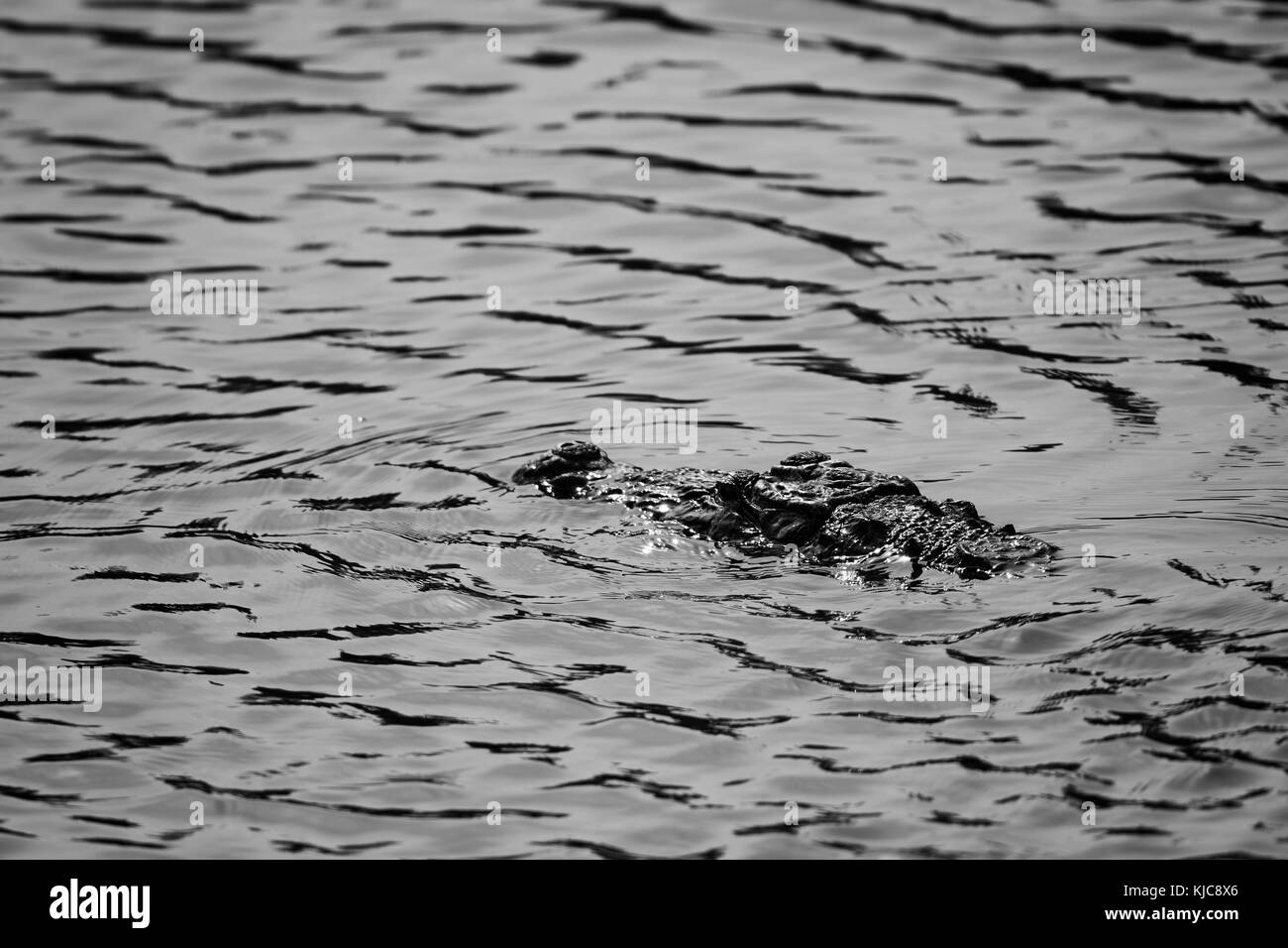 - Crocodile Crocodylus palustris Marsh, Sri Lanka Banque D'Images
