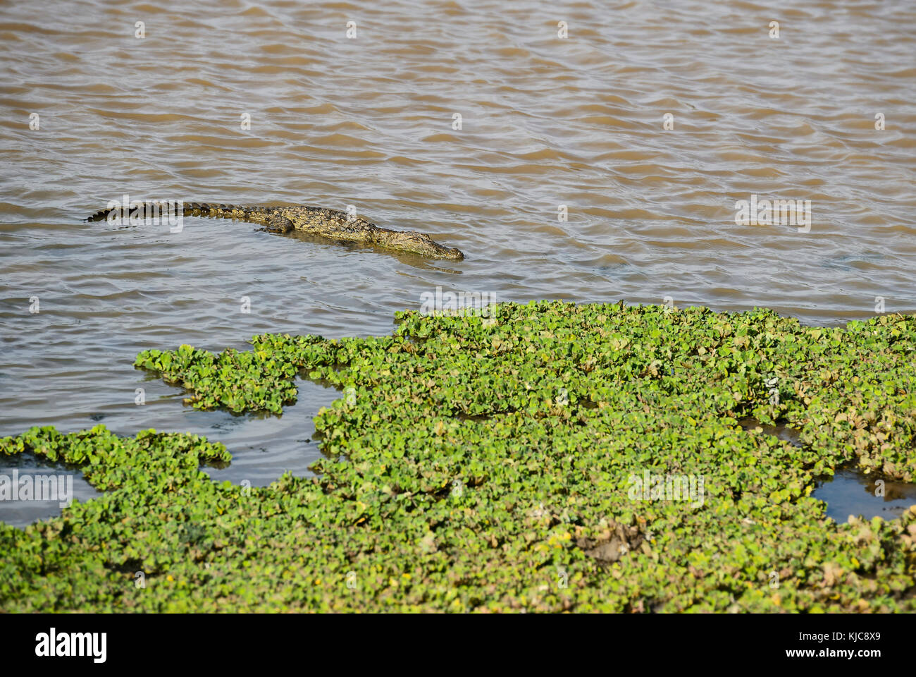 - Crocodile Crocodylus palustris Marsh, Sri Lanka Banque D'Images