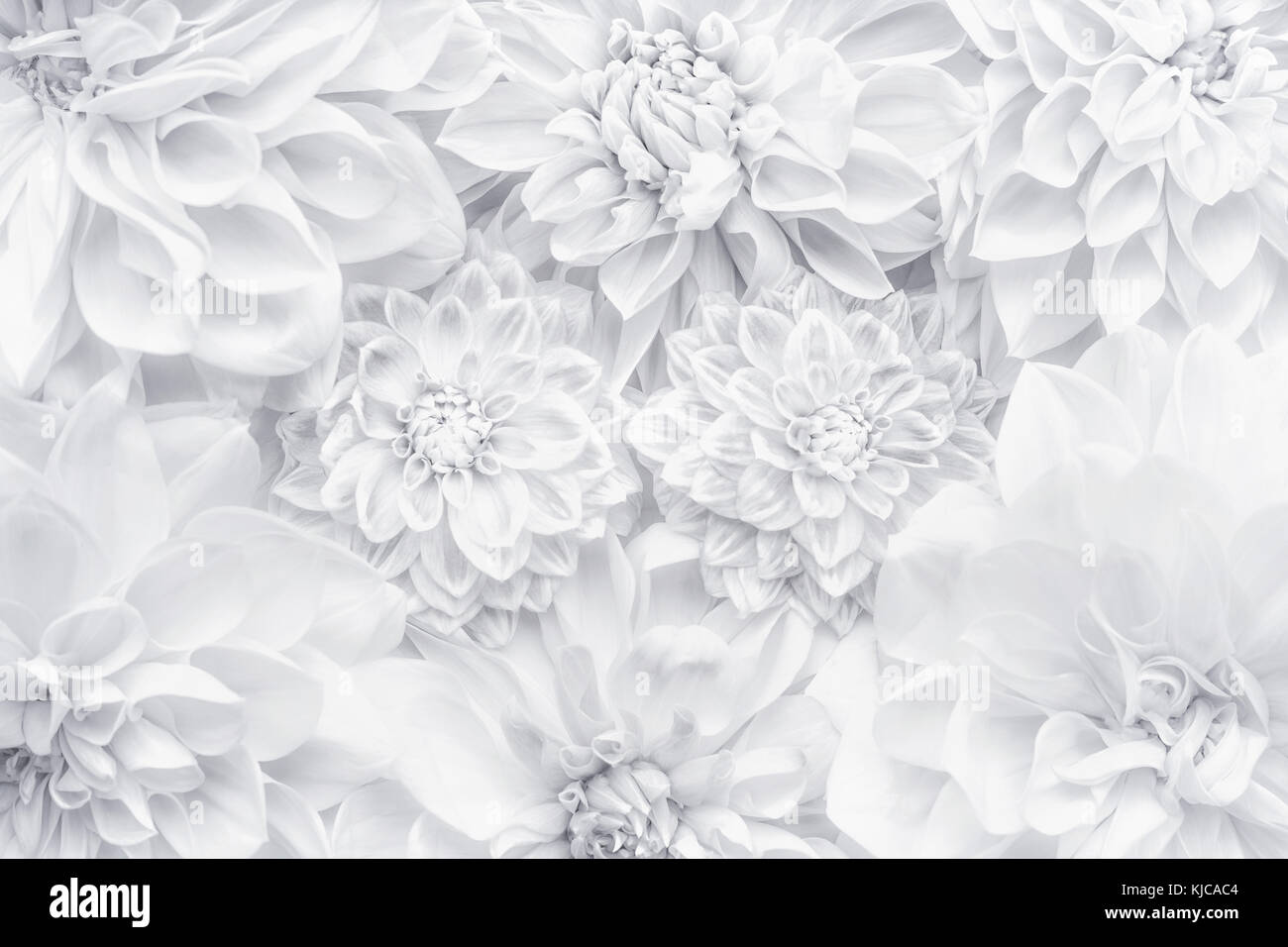Mise En Page Joyeux Anniversaire Photos Mise En Page
