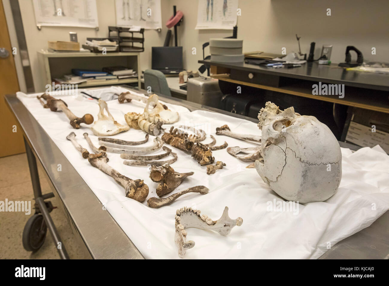 Tucson, Arizona - le squelette d'un migrant non identifiés qui sont morts à franchir la frontière du Mexique à travers le désert de l'Arizona au comté de Pima offic Banque D'Images