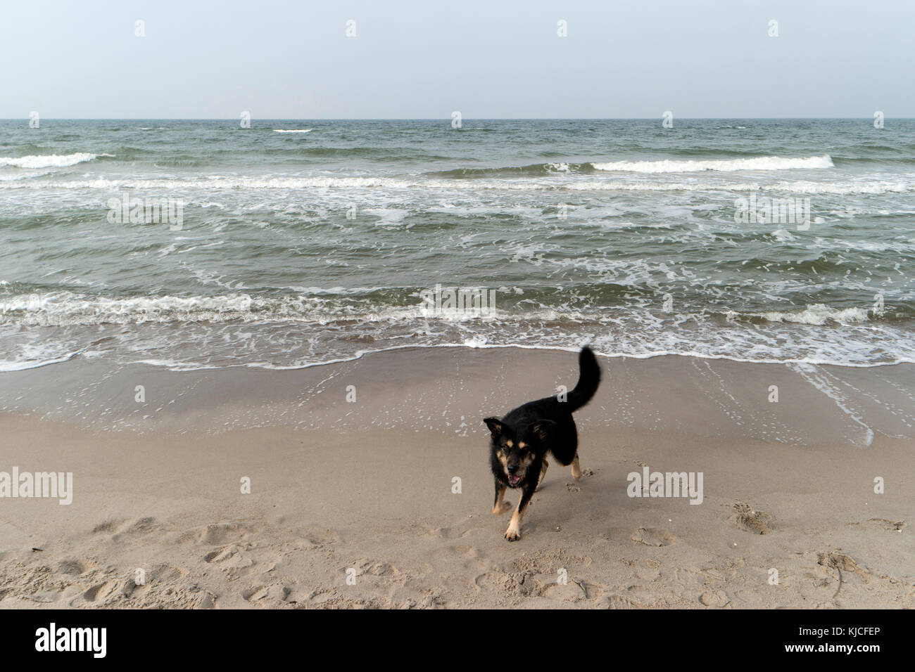 Près de la côte de la mer Baltique en Allemagne ahrenshoop Banque D'Images