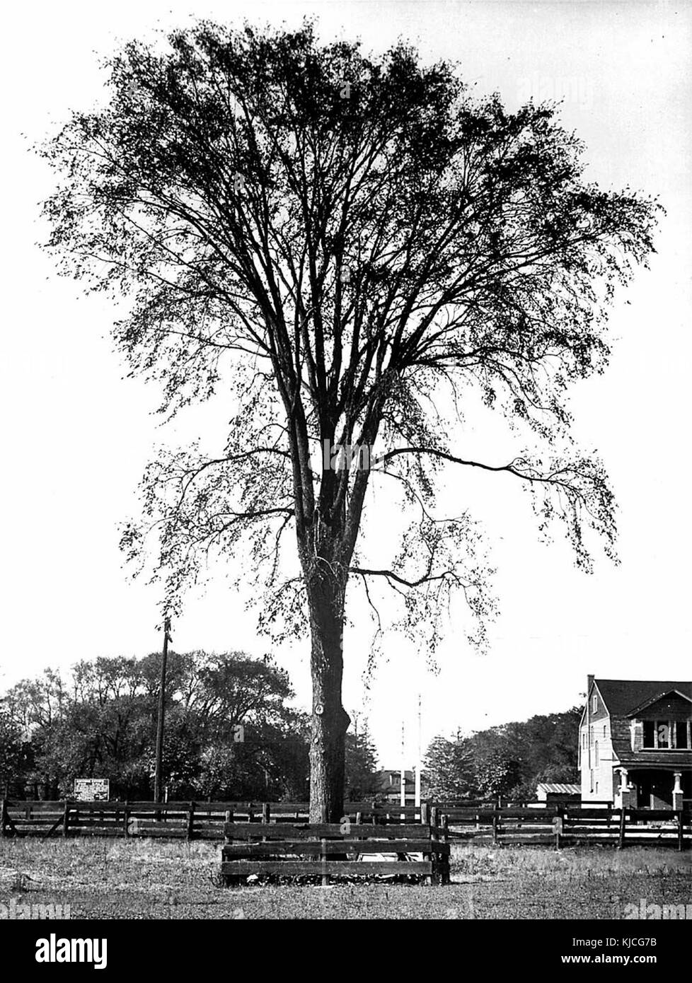 Orme des amoureux, Gwynne estate, rue Dufferin Banque D'Images