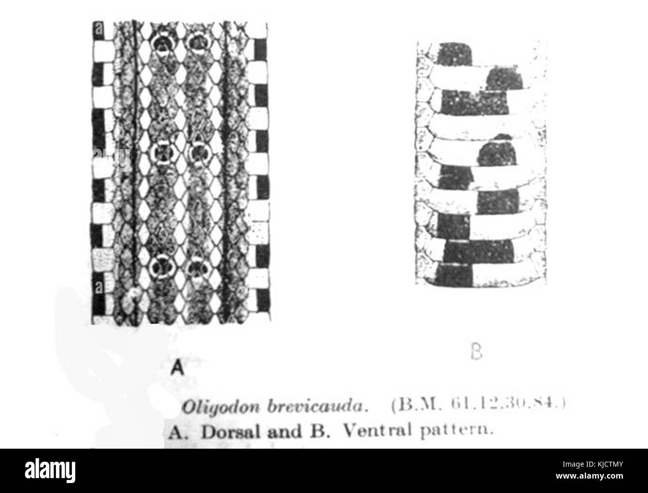 OligodonBrevicaudaSmith Banque D'Images