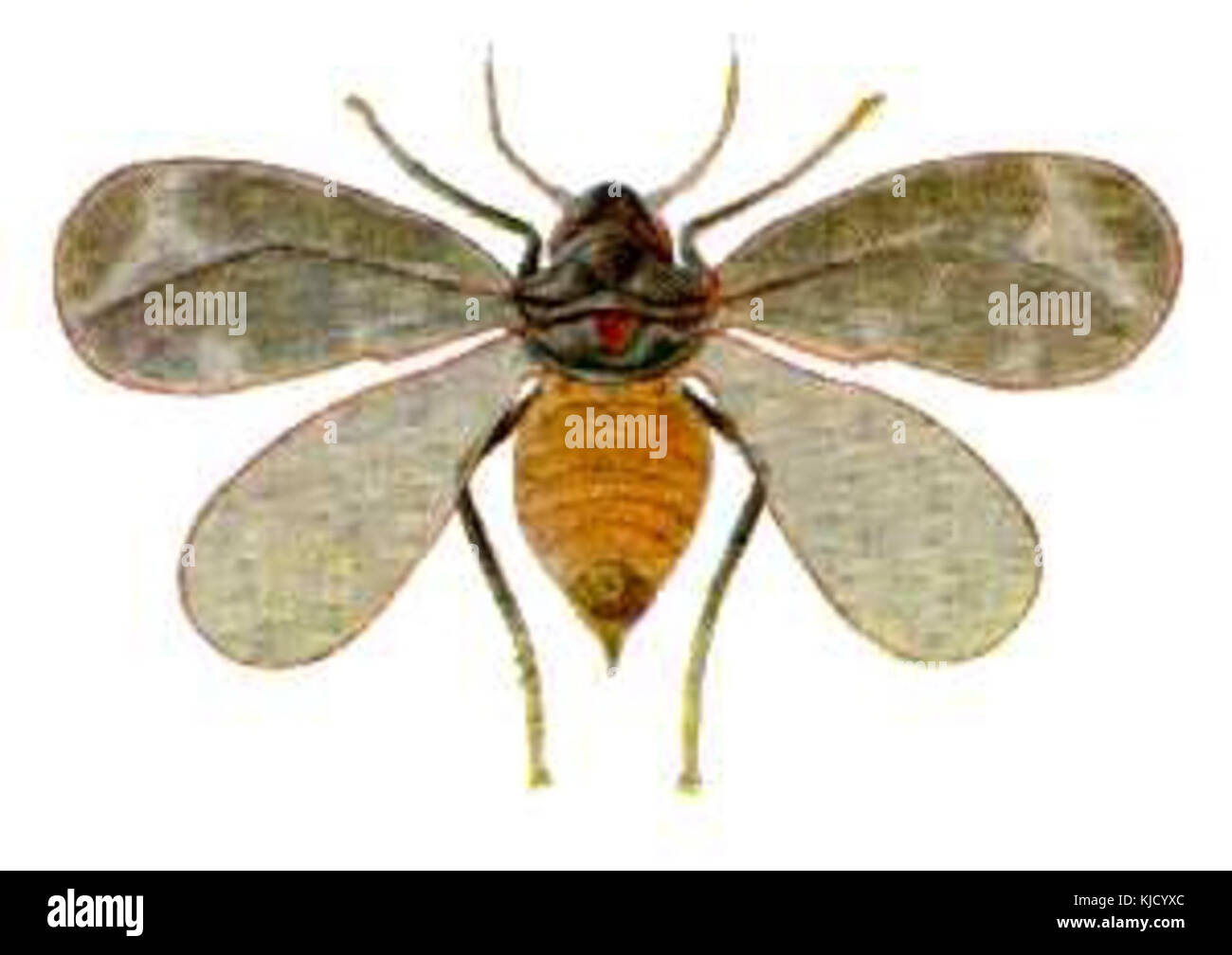 Aleurocanthus spiniferus est une espèce de mouche blanche qui affecte les cultures, en particulier dans les régions agricoles. Il est étudié par des organisations comme le CSIRO pour son impact sur la santé des plantes et la lutte antiparasitaire. Banque D'Images
