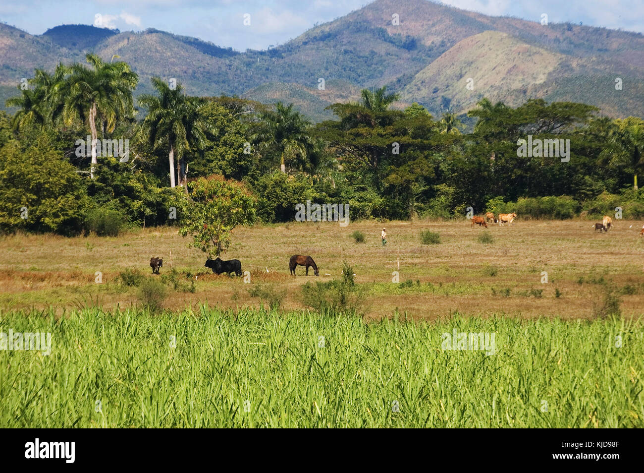 Des vaches et des chevaux dans la valle de los Ingenios paysage, près de Trinidad, Cuba Banque D'Images