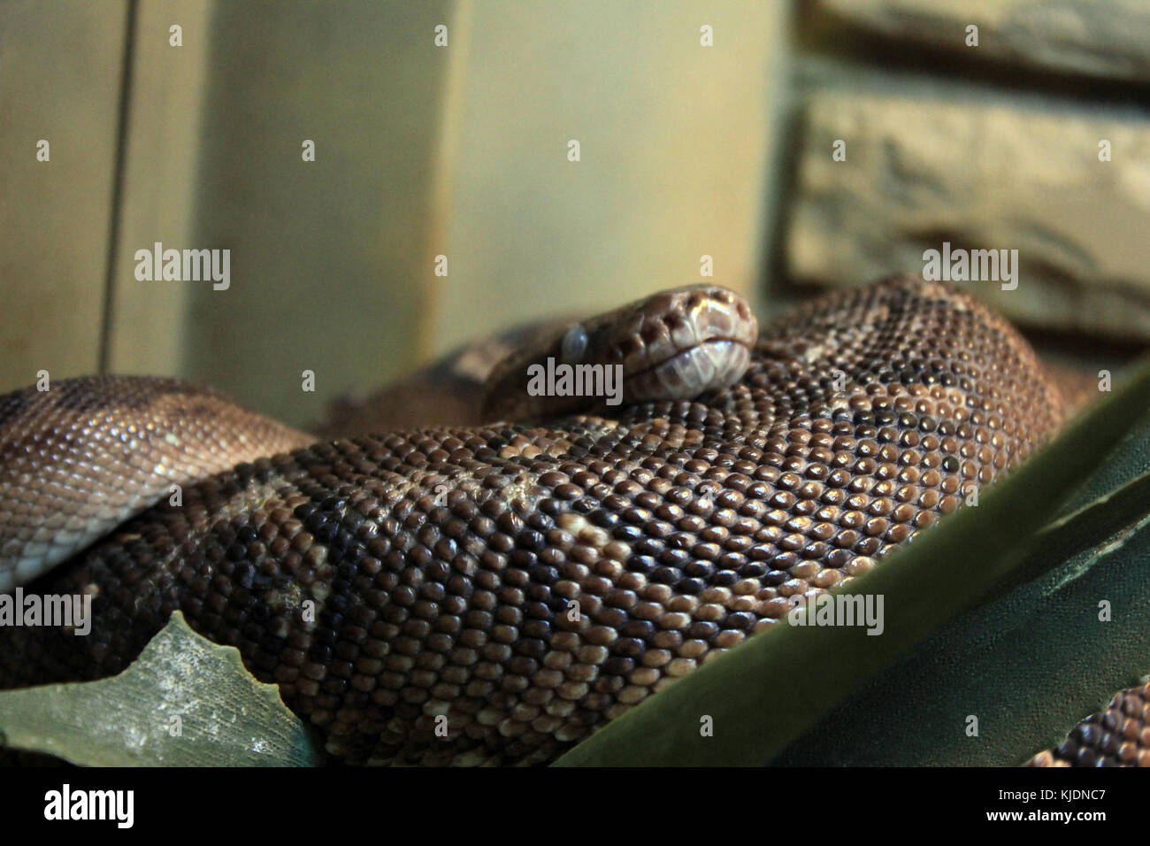 Python angolais de la GFP Banque D'Images