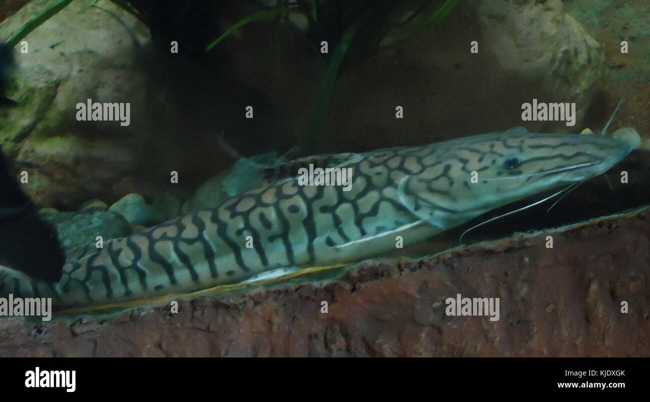 Poisson-chat tigre gfp Banque D'Images