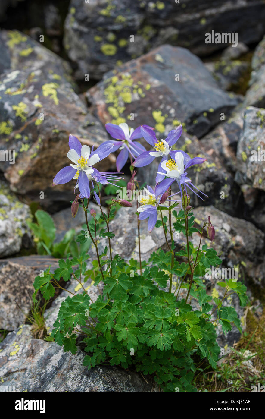 L'ancolie bleue (Aquilegia coerulea), Rocky Mountain NP, Colorado, USA par Bruce Montagne/Dembinsky Assoc Photo Banque D'Images