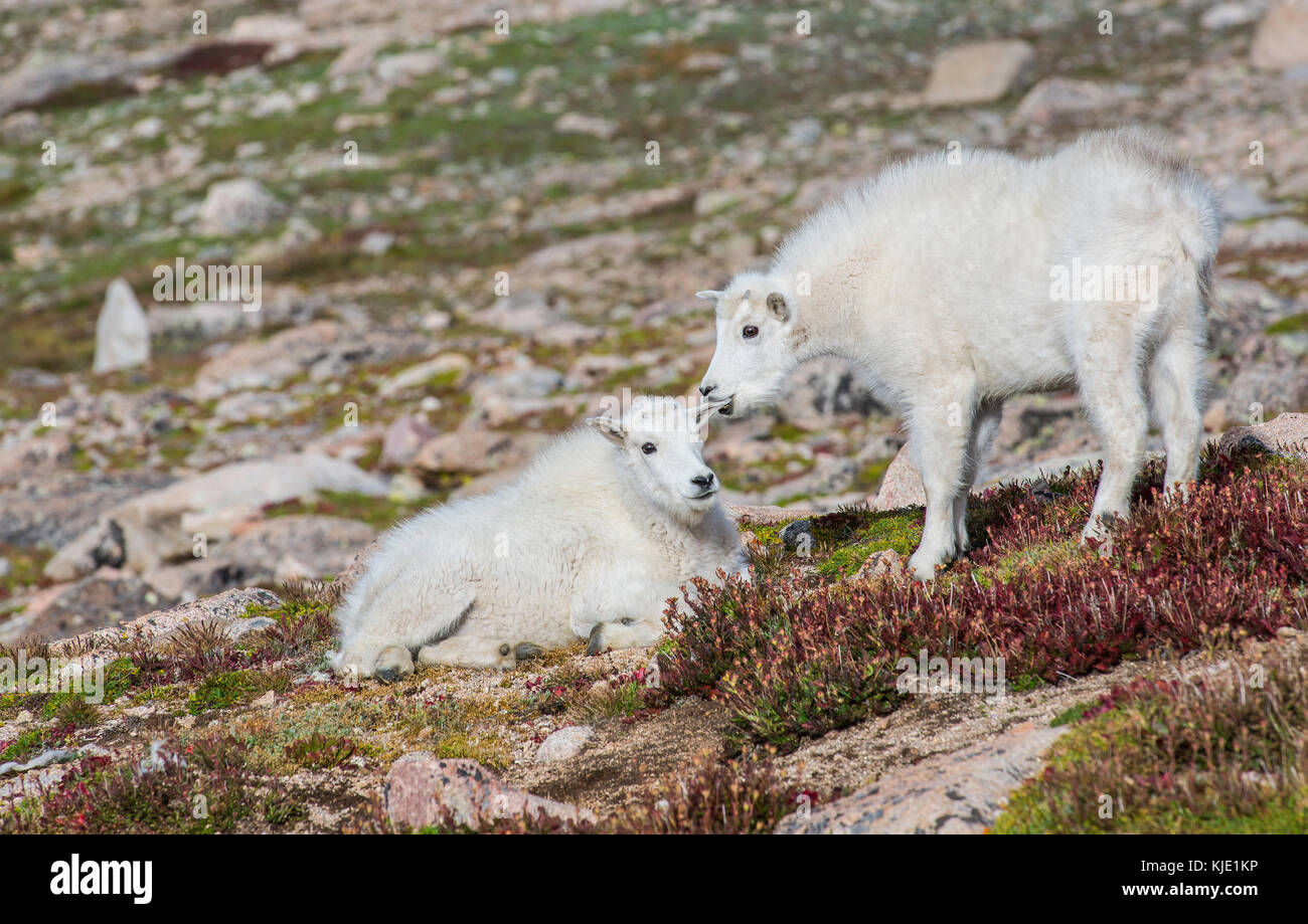 La Chèvre de montagne (Oreamnos americanus),avec des enfants, Mount Evans, Colorado, USA par Bruce Montagne/Dembinsky Assoc Photo Banque D'Images