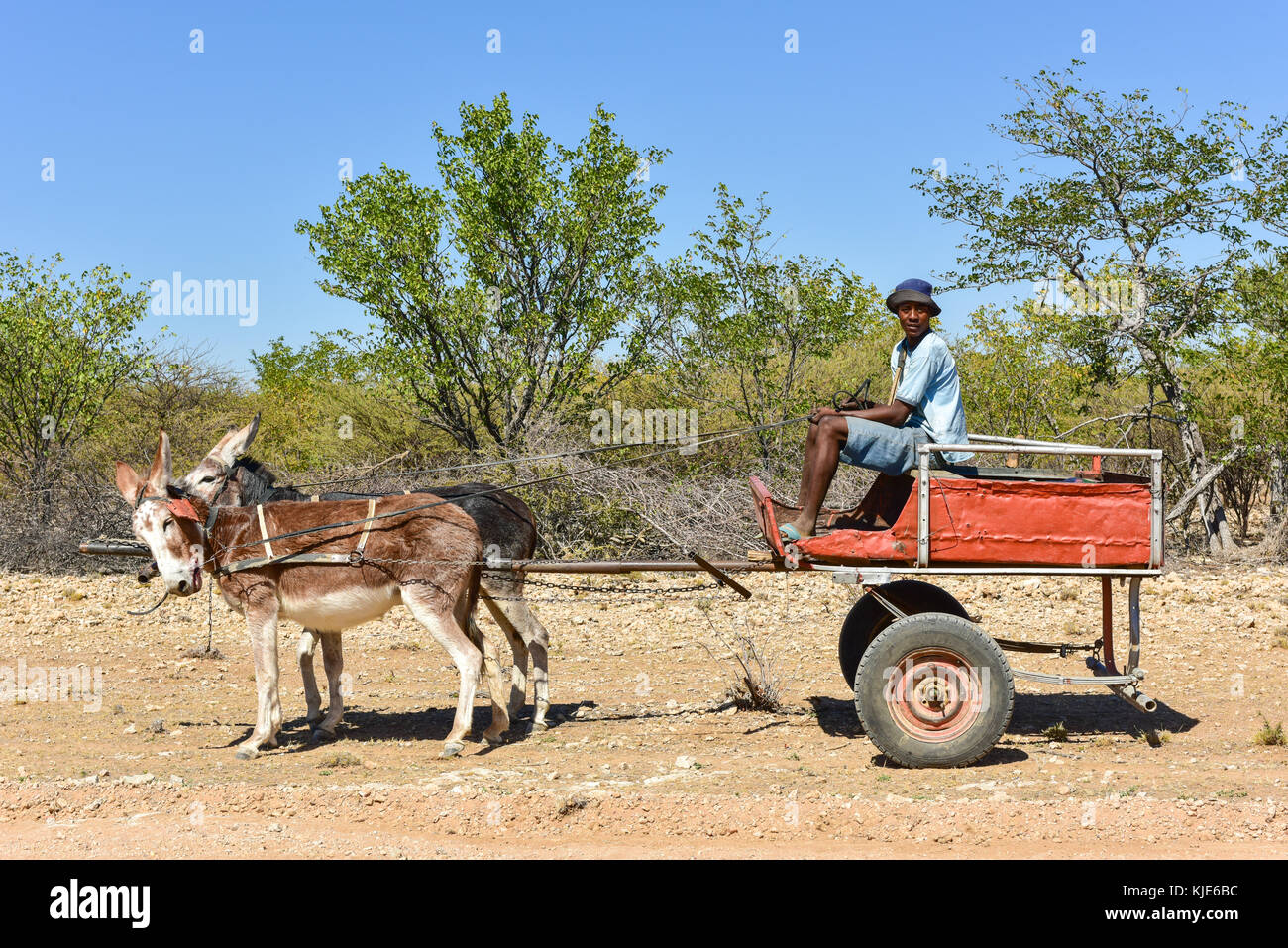 Kunene, Namibie - mai 21, 2015 : young African homme conduisant un âne dans kunene, la Namibie. Banque D'Images
