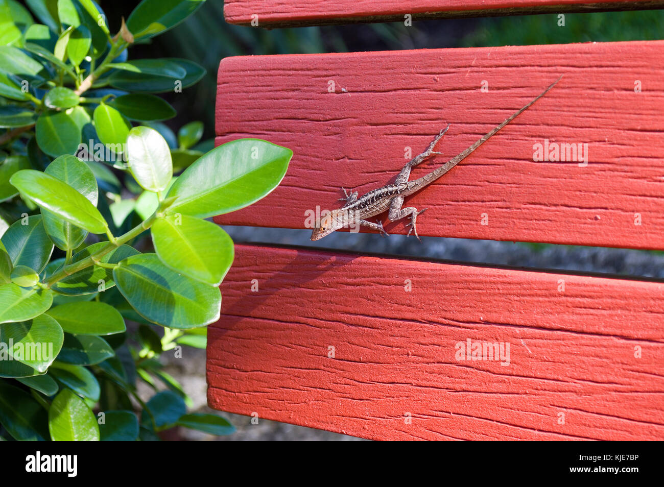 Floride anole lizard sur un banc rouge Banque D'Images