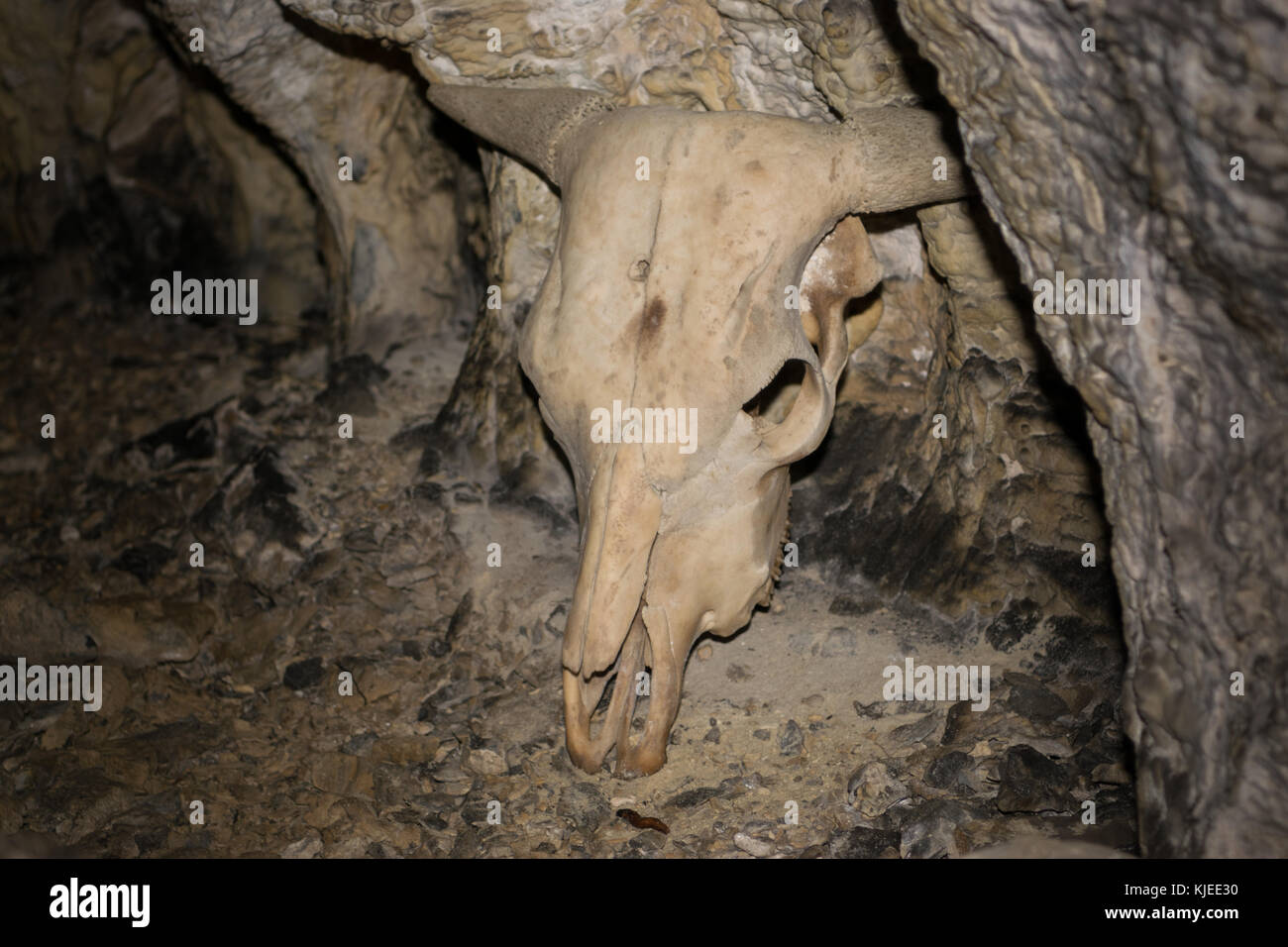 Crâne avec cornes d'animaux trouvés dans la grotte Banque D'Images