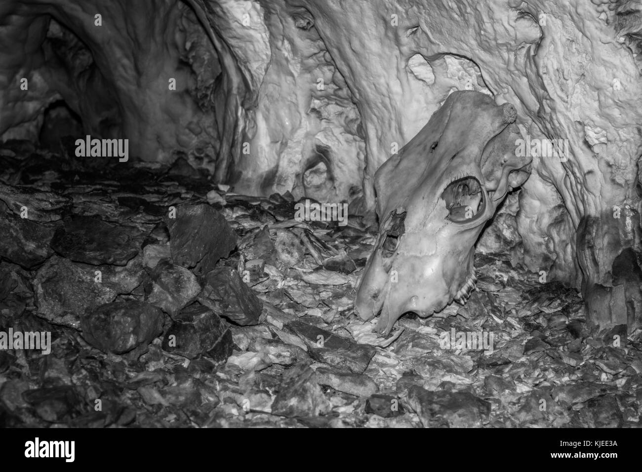 Crâne d'animaux trouvés dans la grotte Banque D'Images