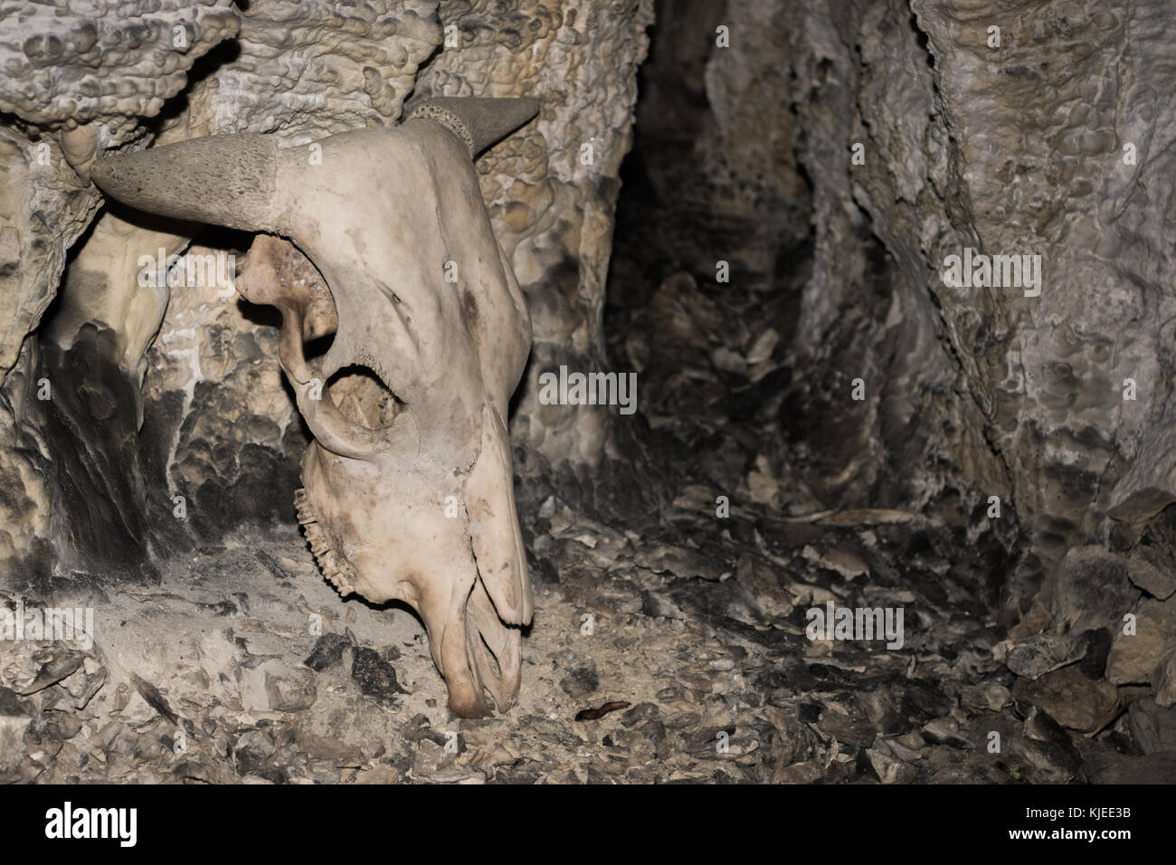 Crâne avec cornes d'animaux trouvés dans la grotte Banque D'Images