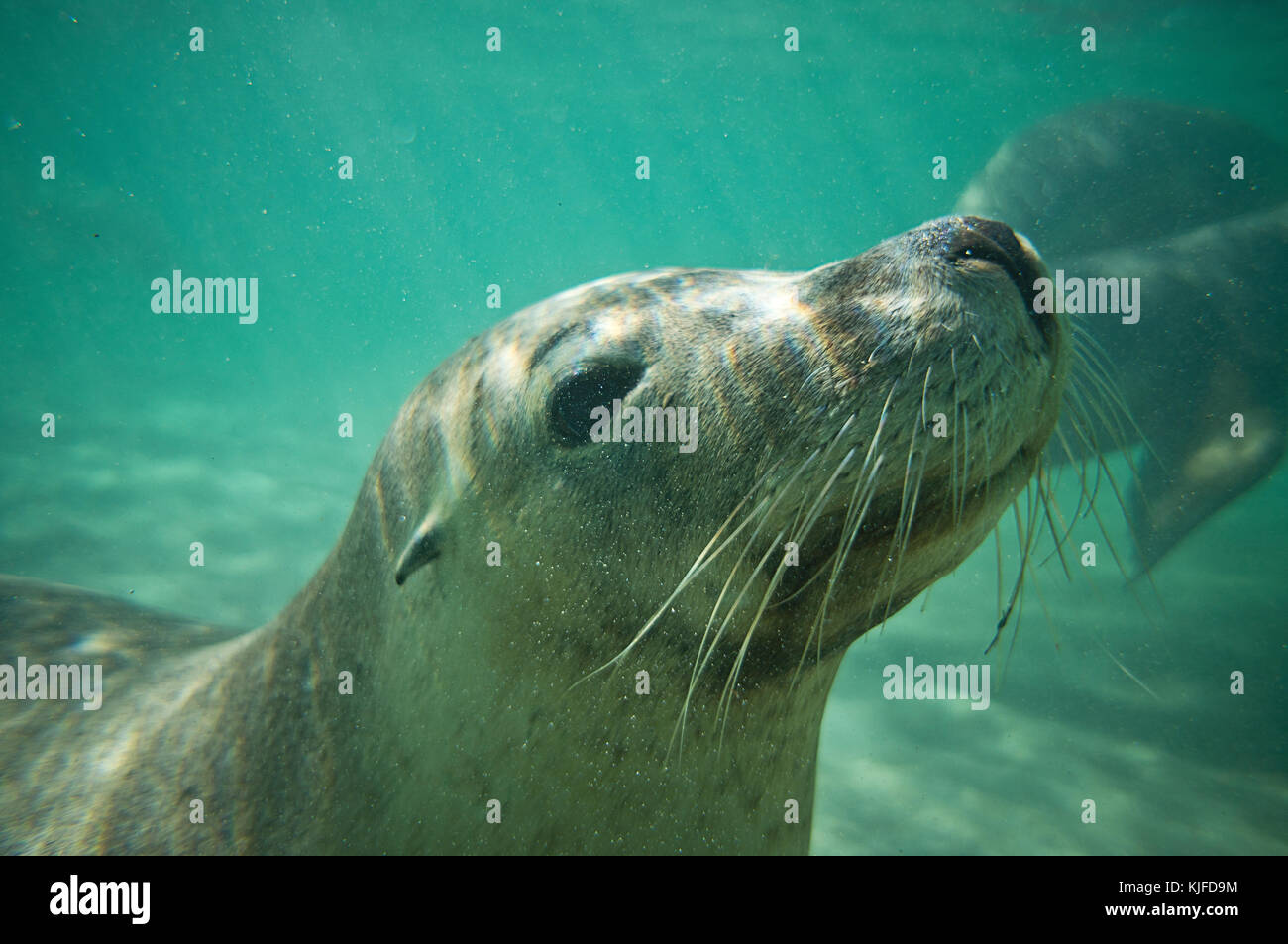 Lion de mer australien (Neophoca cinerea). Seal Island, îles de Shoalwater Marine Park, près de Rockingham, l'ouest de l'Australie Banque D'Images