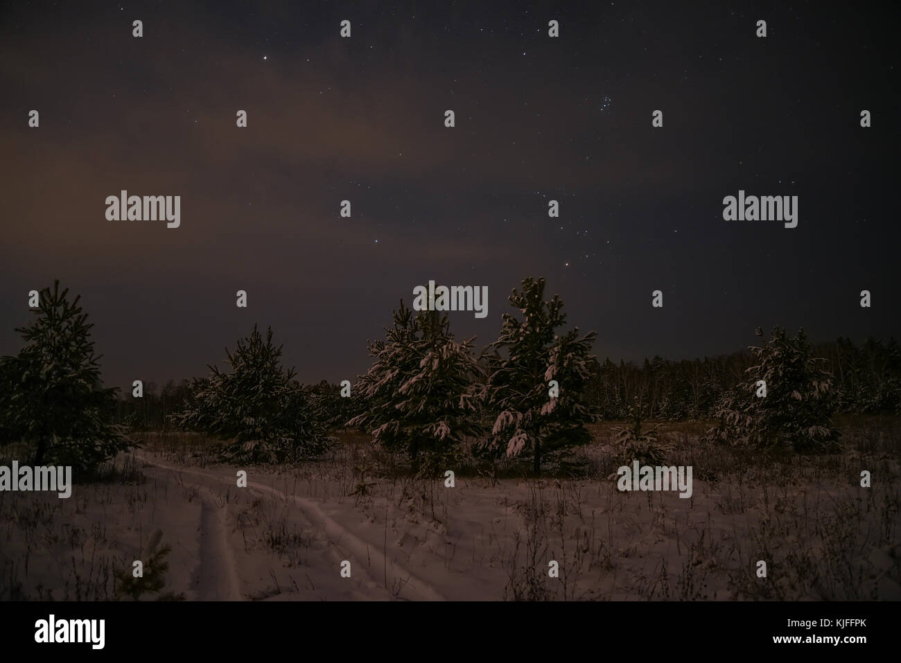 Scène de nuit avec des arbres de Noël en forêt d'hiver sur le fond d'étoiles et le ciel Banque D'Images
