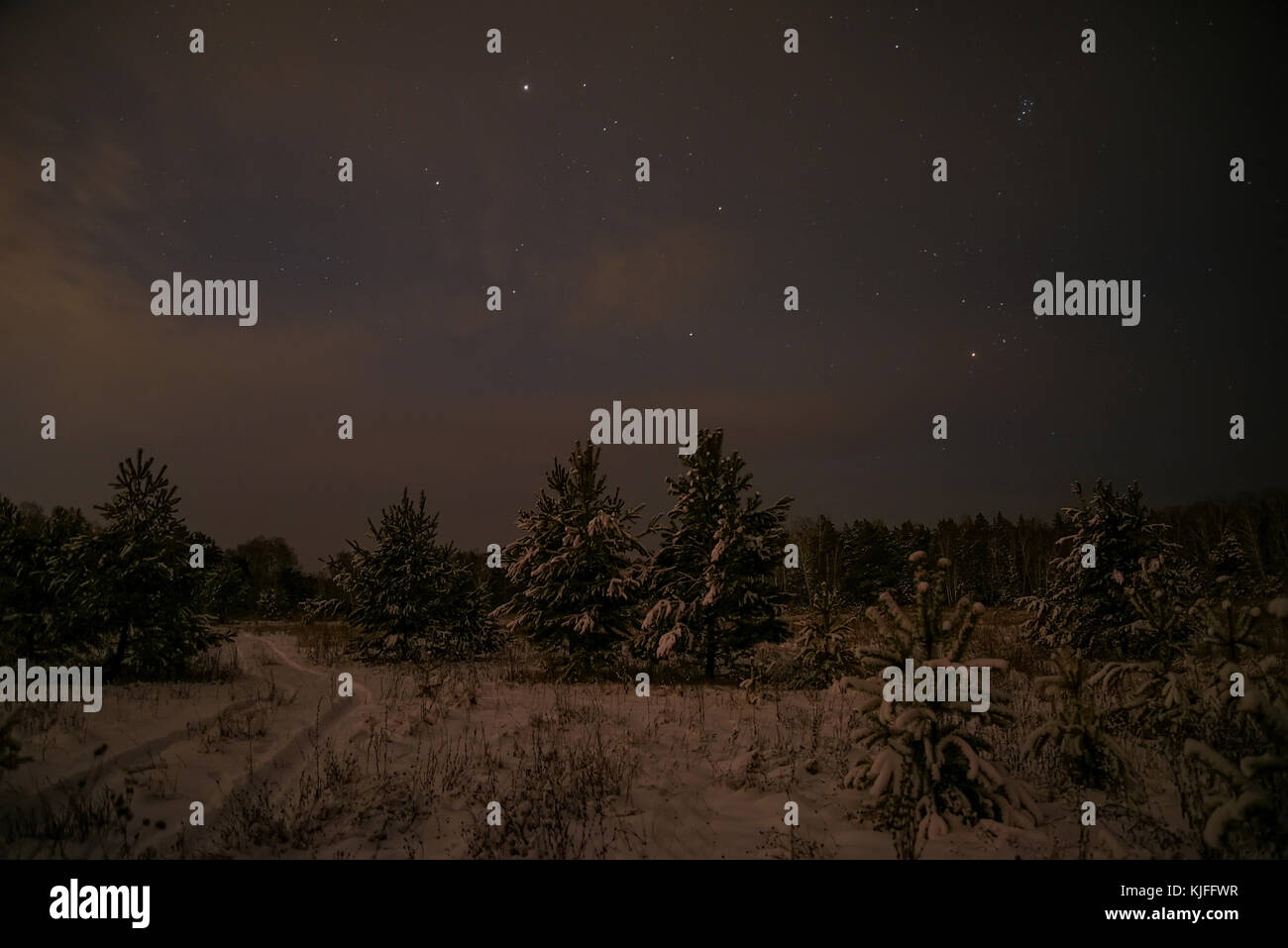Scène de nuit avec des arbres de Noël en forêt d'hiver sur le fond d'étoiles et le ciel Banque D'Images