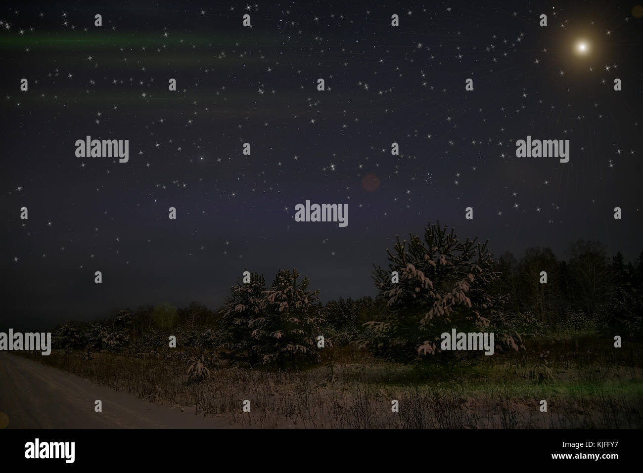 Scène de nuit avec des arbres de Noël en forêt d'hiver sur le fond d'étoiles et le ciel Banque D'Images