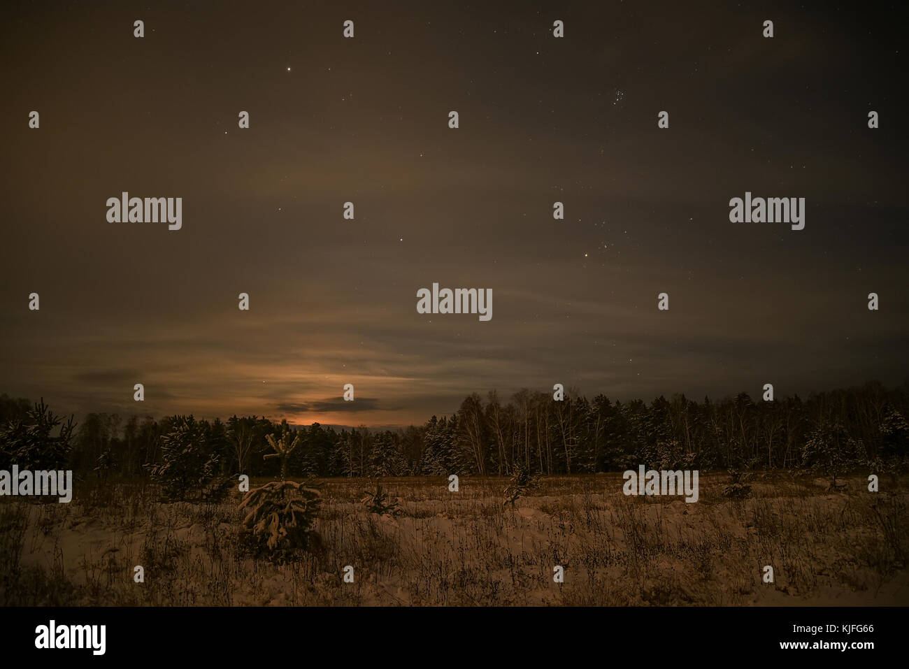 Belle nuit paysage avec des arbres de Noël en forêt d'hiver sur un fond d'étoiles et le ciel Banque D'Images