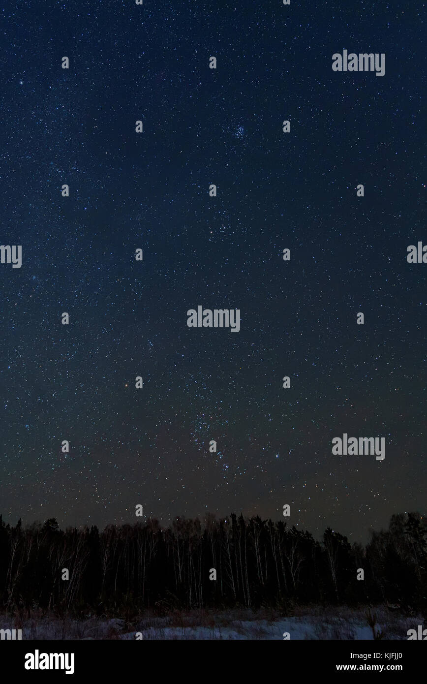 Panorama vertical du ciel de nuit avec des étoiles contre l'obscurité de la forêt d'hiver Banque D'Images