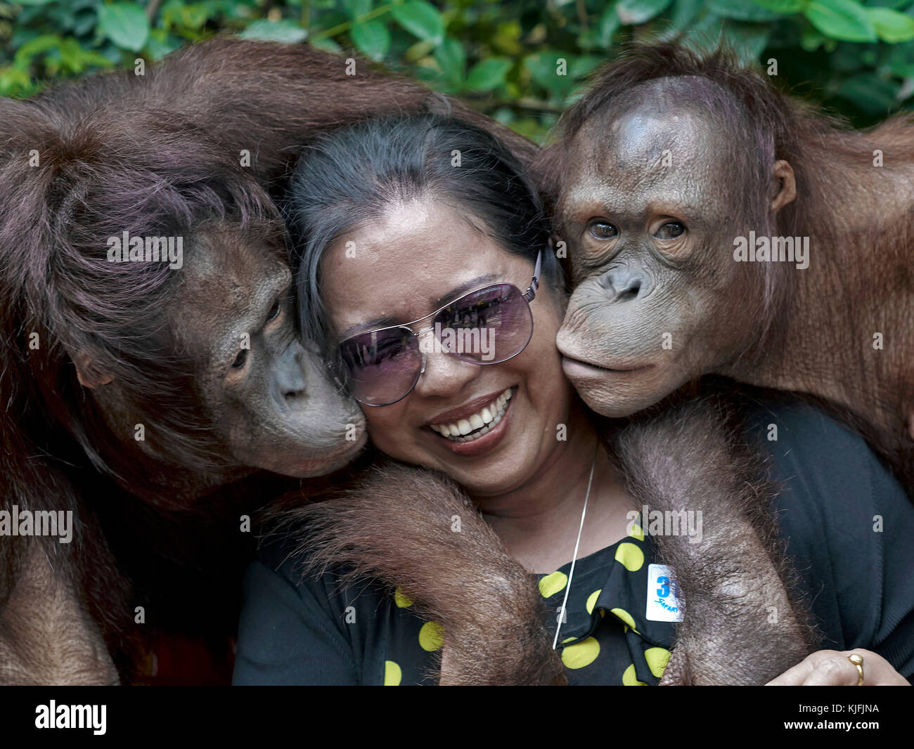 Orangutan embrassant et embrassant une touriste féminine au Safari World Bangkok Thaïlande. Interaction avec l'animal humain Banque D'Images