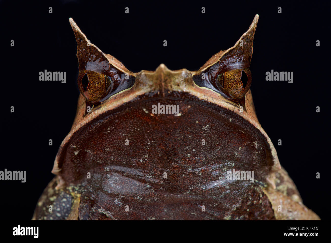 Grenouille malaisienne à cornes, Megophrys nasuta Banque D'Images