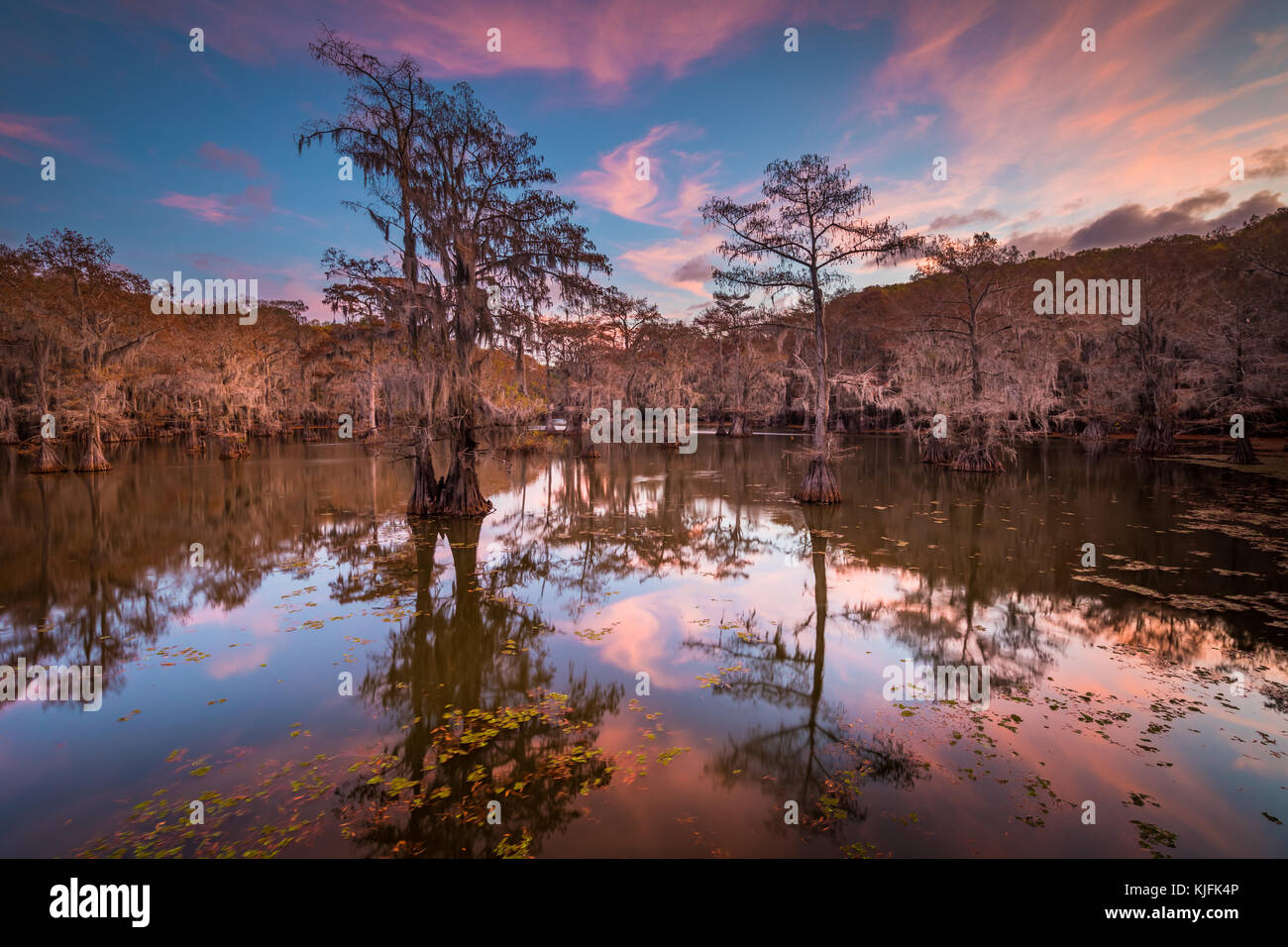 Caddo Lake est un lac et des terres humides situées sur la frontière entre le Texas et la Louisiane. Banque D'Images