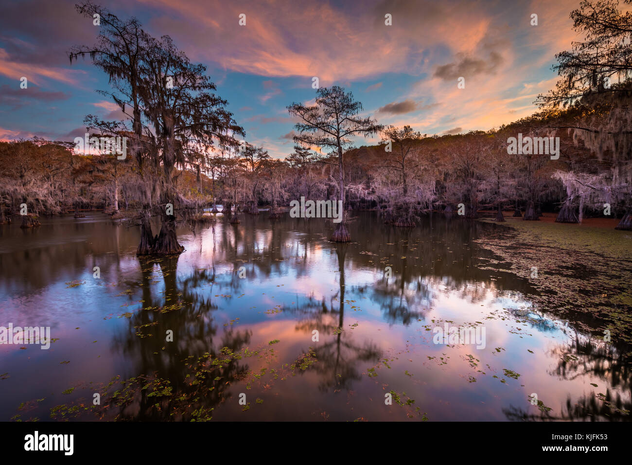 Caddo Lake est un lac et des terres humides situées sur la frontière entre le Texas et la Louisiane. Banque D'Images