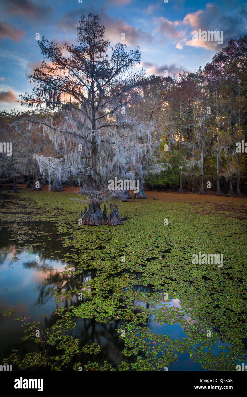 Caddo Lake est un lac et des terres humides situées sur la frontière entre le Texas et la Louisiane. Banque D'Images