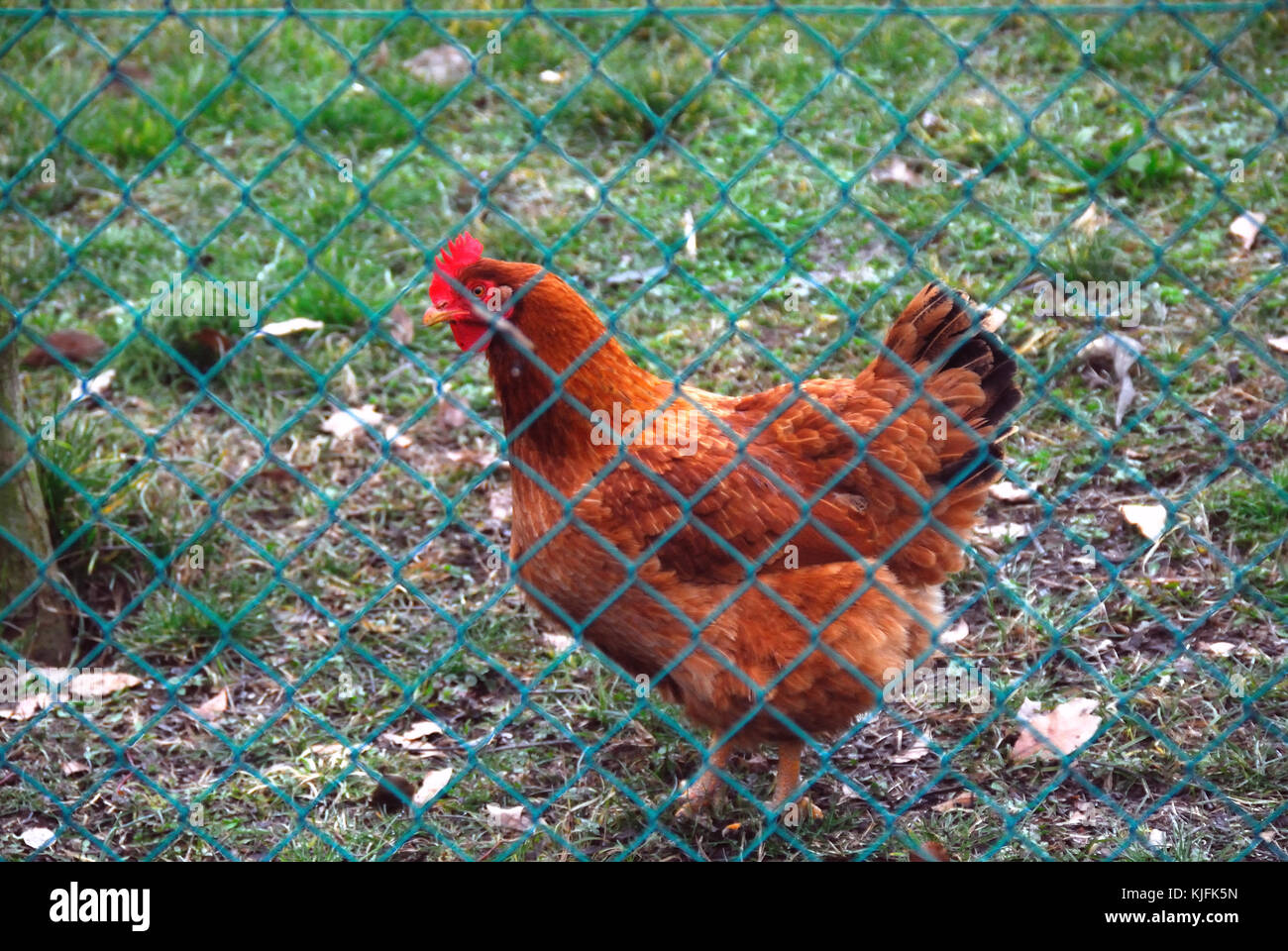 L'espèce de poulet provenant de l'état du New Hampshire aux États-Unis. un double objectif, de poulet plus sélectionné pour la production de viande que la production d'oeufs. Banque D'Images