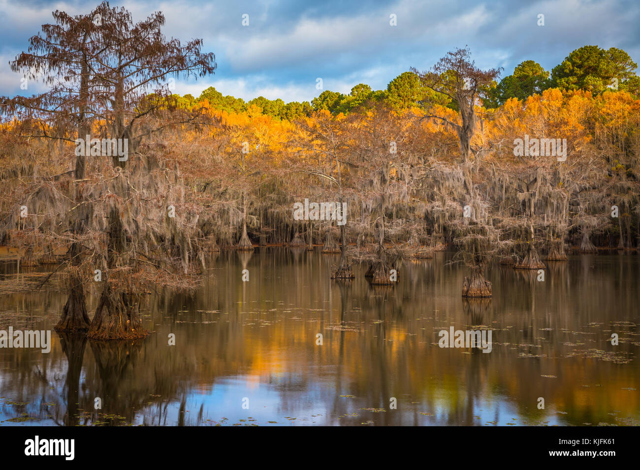 Caddo Lake est un lac et des terres humides situées sur la frontière entre le Texas et la Louisiane. Banque D'Images