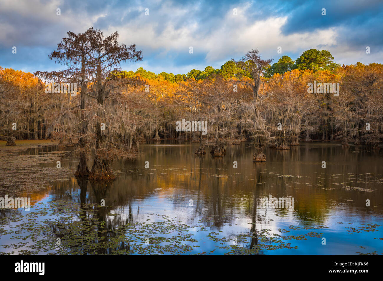 Caddo Lake est un lac et des terres humides situées sur la frontière entre le Texas et la Louisiane. Banque D'Images