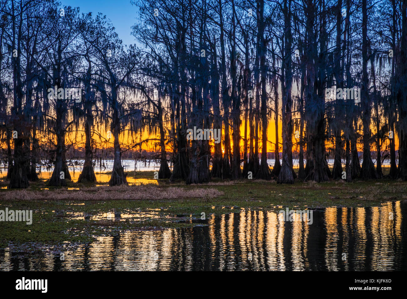 Caddo Lake est un lac et des terres humides situées sur la frontière entre le Texas et la Louisiane. Banque D'Images
