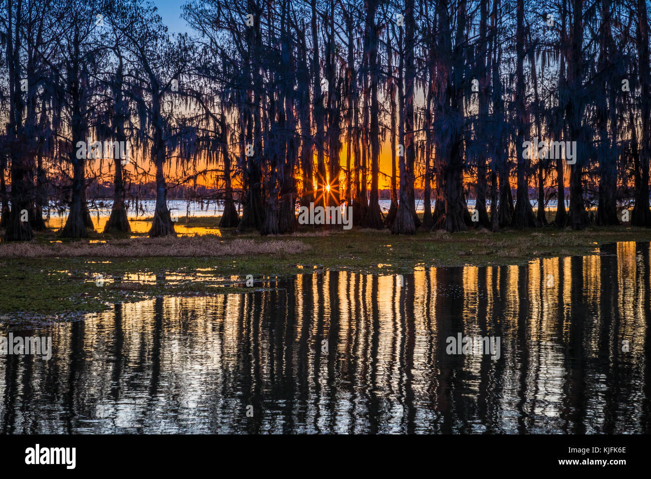 Caddo Lake est un lac et des terres humides situées sur la frontière entre le Texas et la Louisiane. Banque D'Images