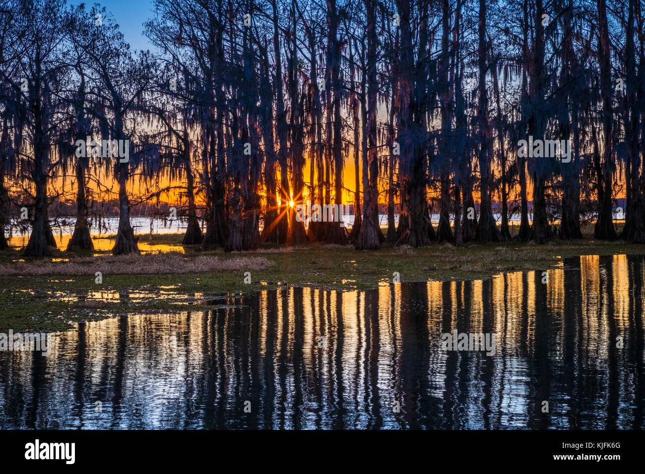 Caddo Lake est un lac et des terres humides situées sur la frontière entre le Texas et la Louisiane. Banque D'Images